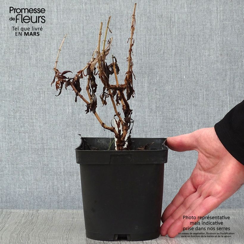 Penstemon Schoenholzeri Maceta 2L/3L Ejemplar entregado en invierno