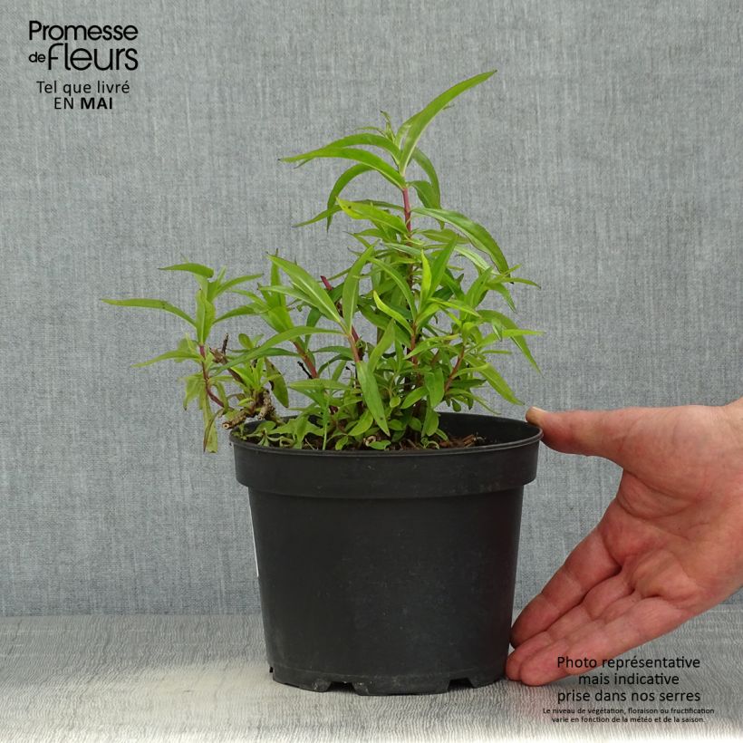 Penstemon Sour Grapes Maceta 2L/3L Ejemplar entregado en la primavera
