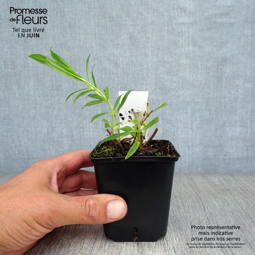Ejemplar de Penstemon White Bedder Maceta de 8/9 cm entregado en verano