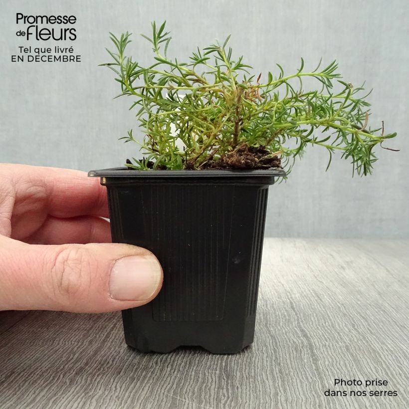 Penstemon pinifolius Mersea Yellow - Campanita de hojas de pino Maceta de 8/9 cm Ejemplar entregado en invierno