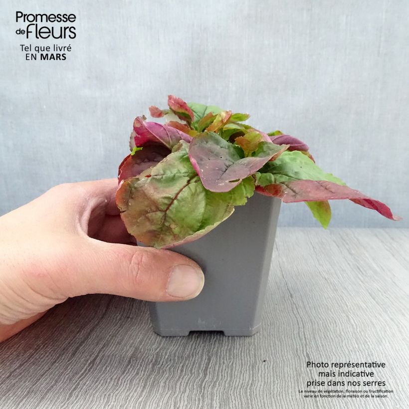 Penstemon smallii Maceta de 8/9 cm Ejemplar entregado en la primavera