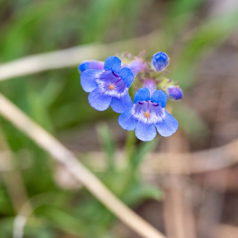 Penstemon virens - Campanita (Floración)