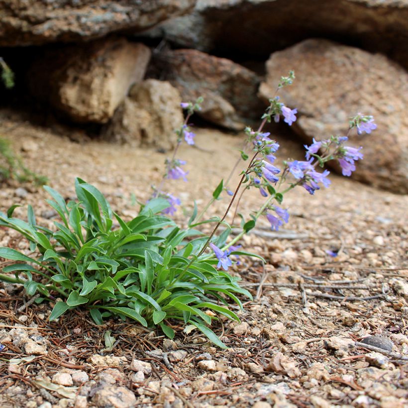 Penstemon virens - Campanita (Porte)