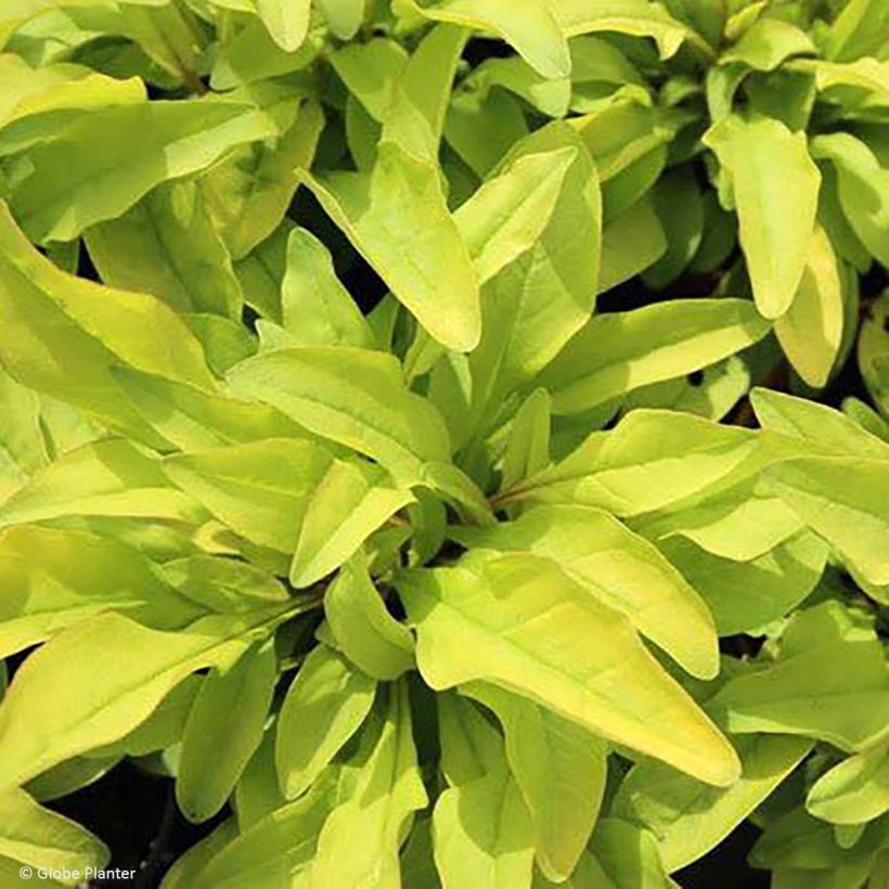 Penstemon digitalis Goldfinger - Lengua de barba (Follaje)