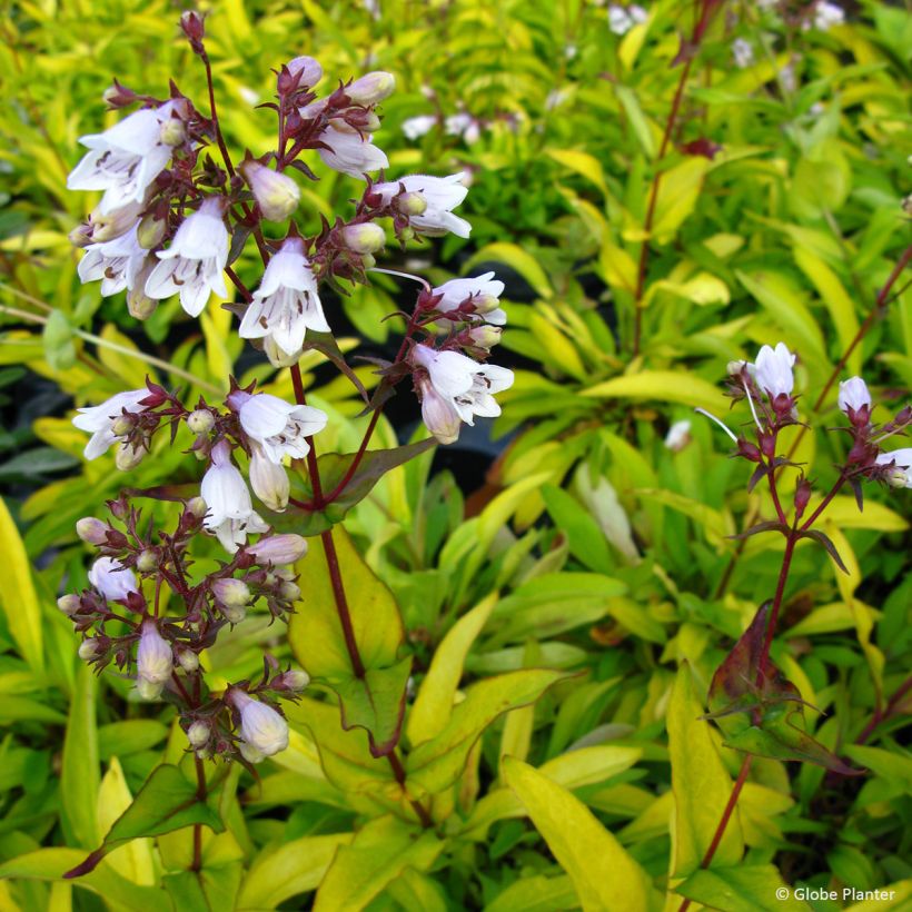 Penstemon digitalis Goldfinger - Lengua de barba (Floración)