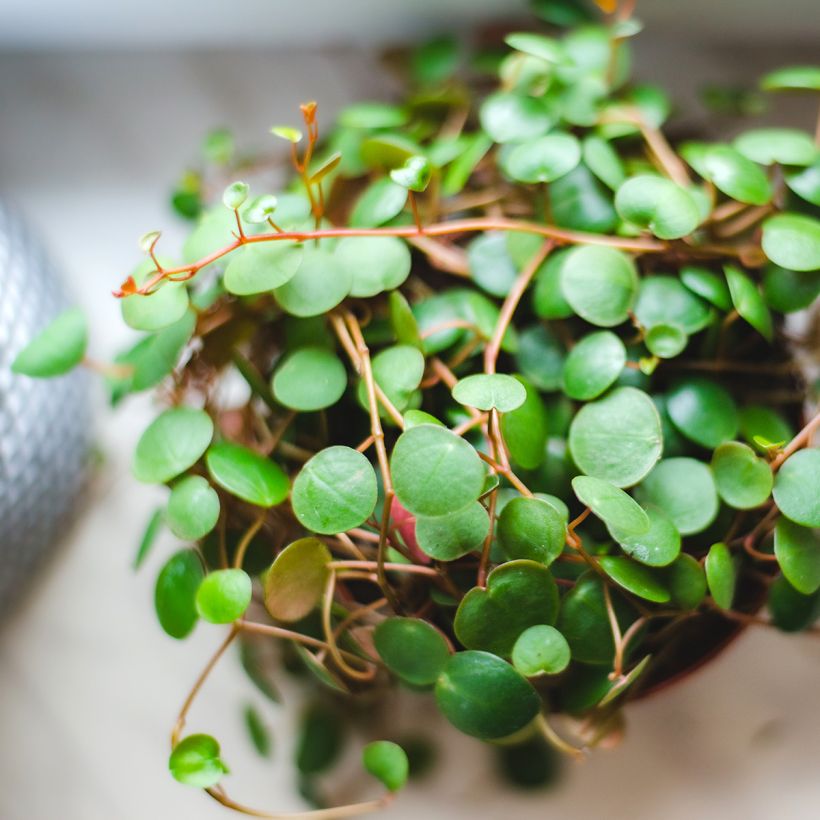 Peperomia Pepperspot (Follaje)