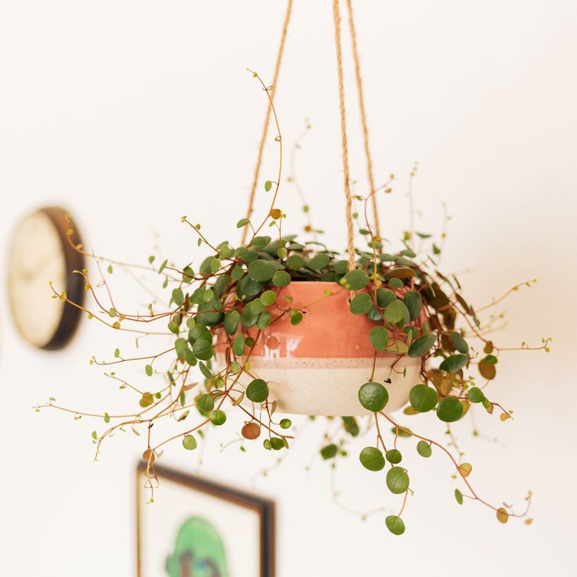 Peperomia Pepperspot (Porte)