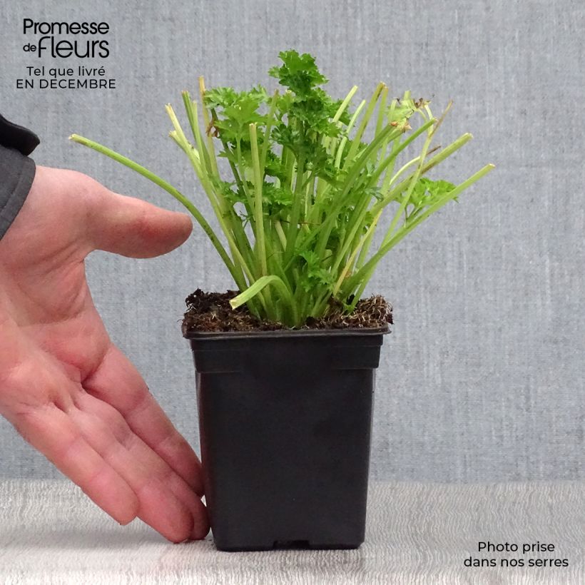 Apio de hoja Per-Cel Maceta de 7/8 cm Ejemplar entregado en invierno