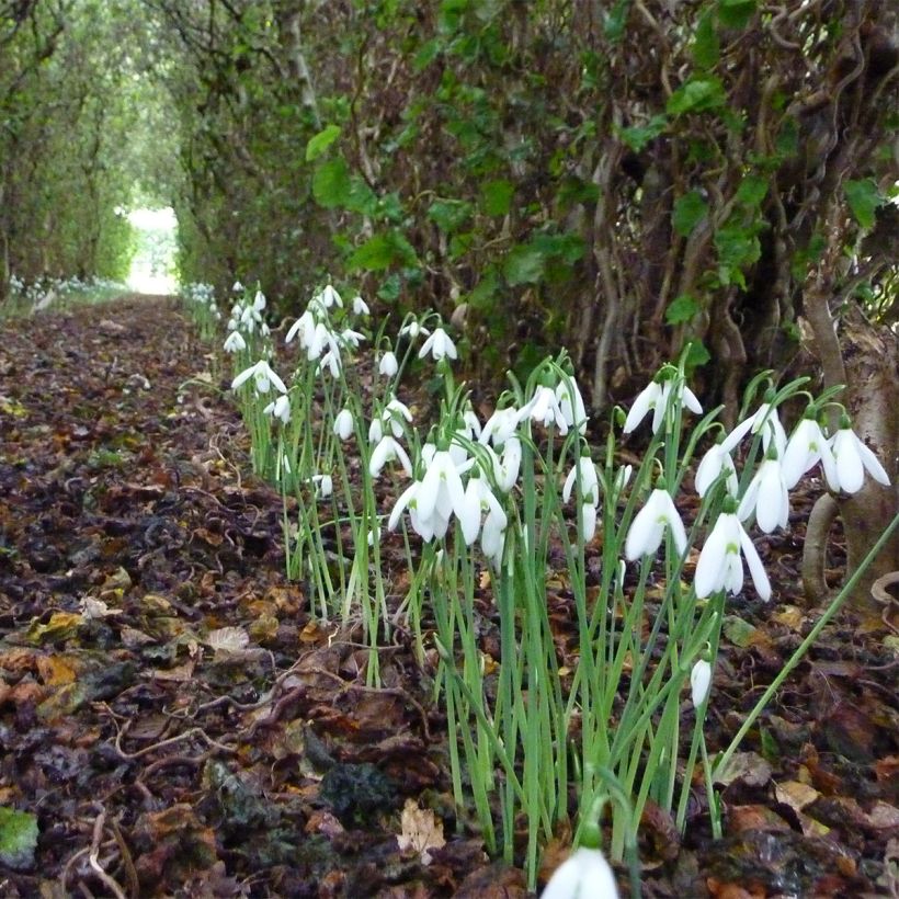 Galanthus reginae-olgae - Campanilla de invierno (Porte)