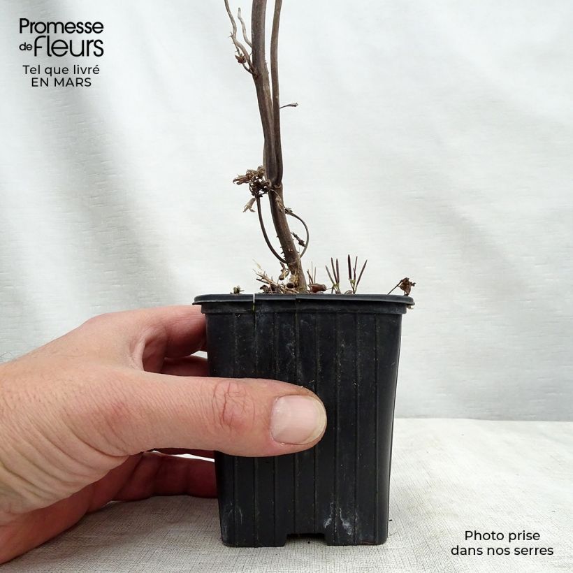 Perilla - Perilla frutescens Maceta de 7/8 cm Ejemplar entregado en la primavera