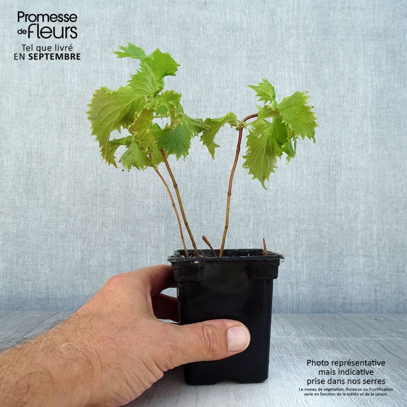 Ejemplar de Perilla - Perilla frutescens Maceta de 7/8 cm entregado en verano
