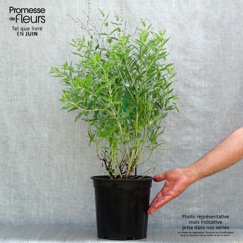 Ejemplar de Salvia rusa Blue Spire - Perovskia atriplicifolia Maceta 4L/5L entregado en verano