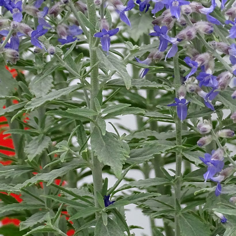 Perovskia atriplicifolia Prime time® - Salvia rusa (Follaje)
