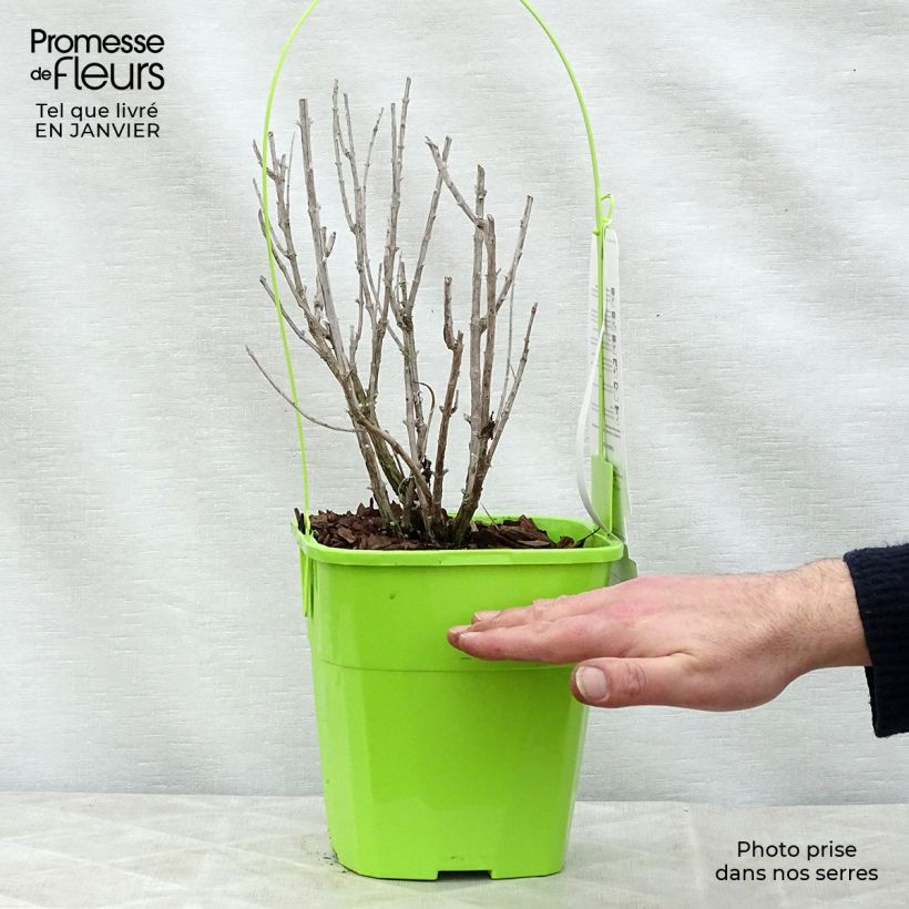 Salvia rusa Silvery Blue - Perovskia atriplicifolia Maceta 3L/4L Ejemplar entregado en invierno