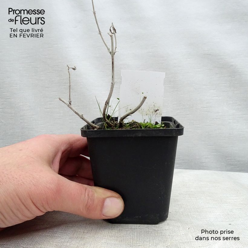 Salvia rusa Silvery Blue - Perovskia atriplicifolia Maceta de 8/9 cm Ejemplar entregado en invierno