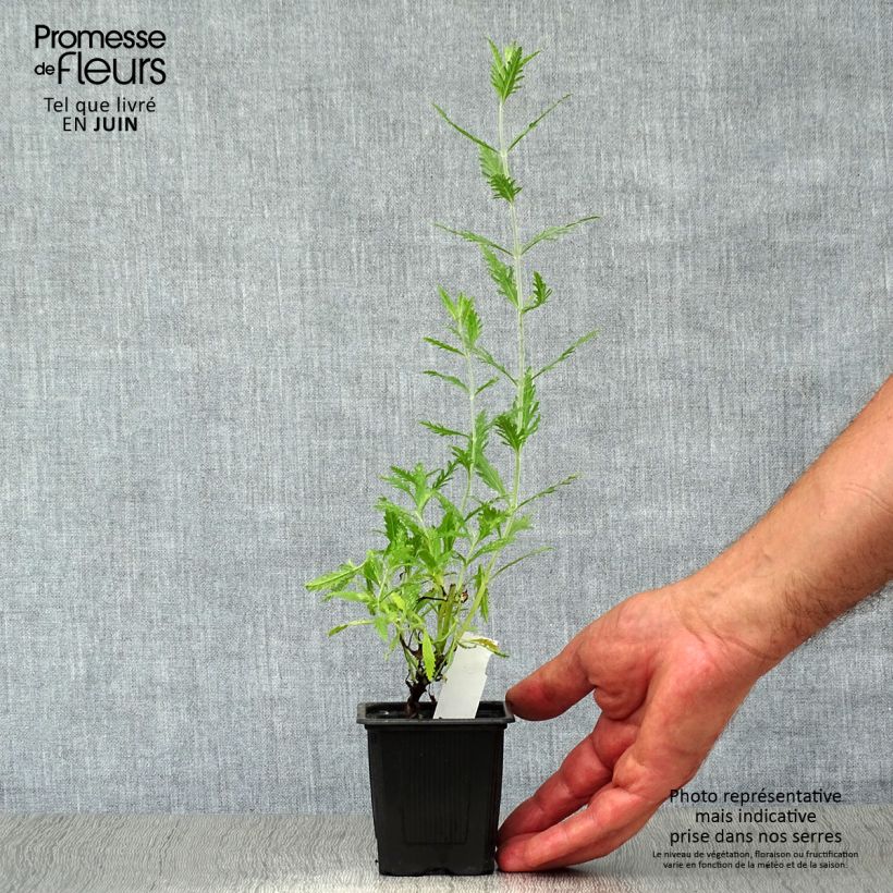 Ejemplar de Salvia rusa Blue Spire - Perovskia atriplicifolia Maceta de 8/9 cm entregado en verano