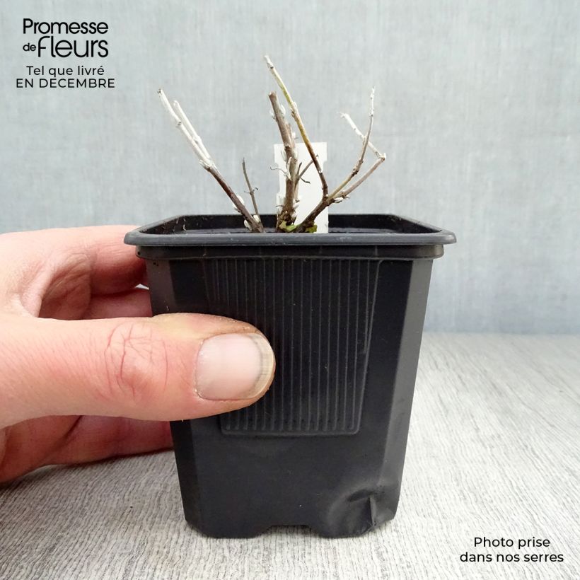 Salvia rusa Blue Spire - Perovskia atriplicifolia Maceta de 8/9 cm Ejemplar entregado en invierno