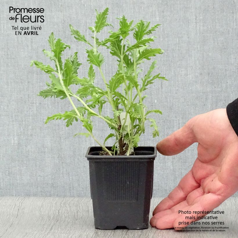 Salvia rusa Blue Spire - Perovskia atriplicifolia Maceta de 8/9 cm Ejemplar entregado en la primavera