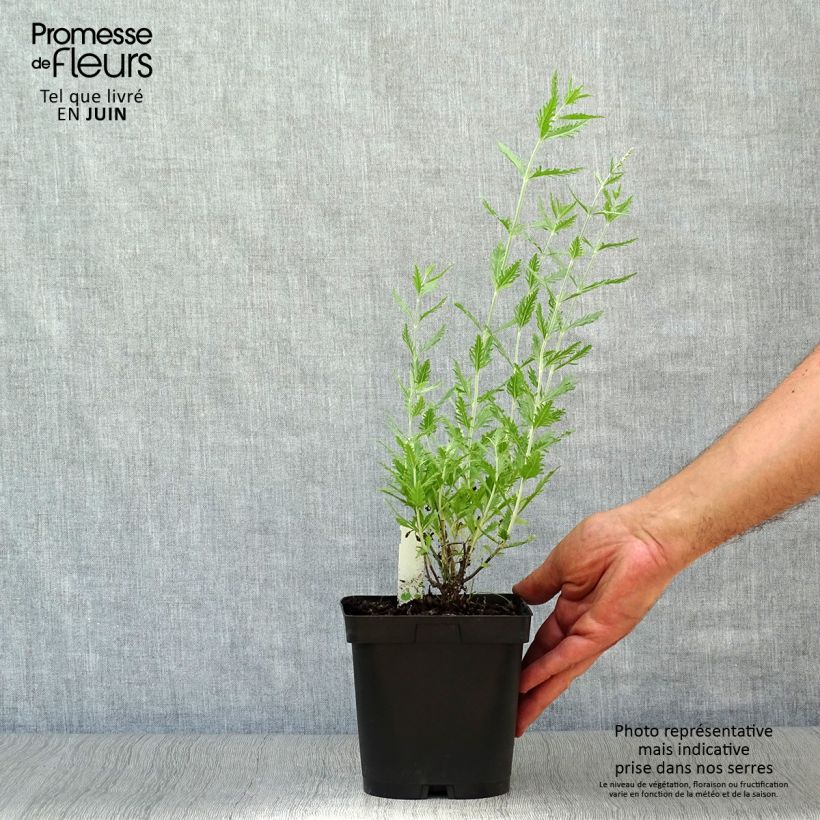 Ejemplar de Salvia rusa Blue Spire - Perovskia atriplicifolia Maceta 2L/3L entregado en verano