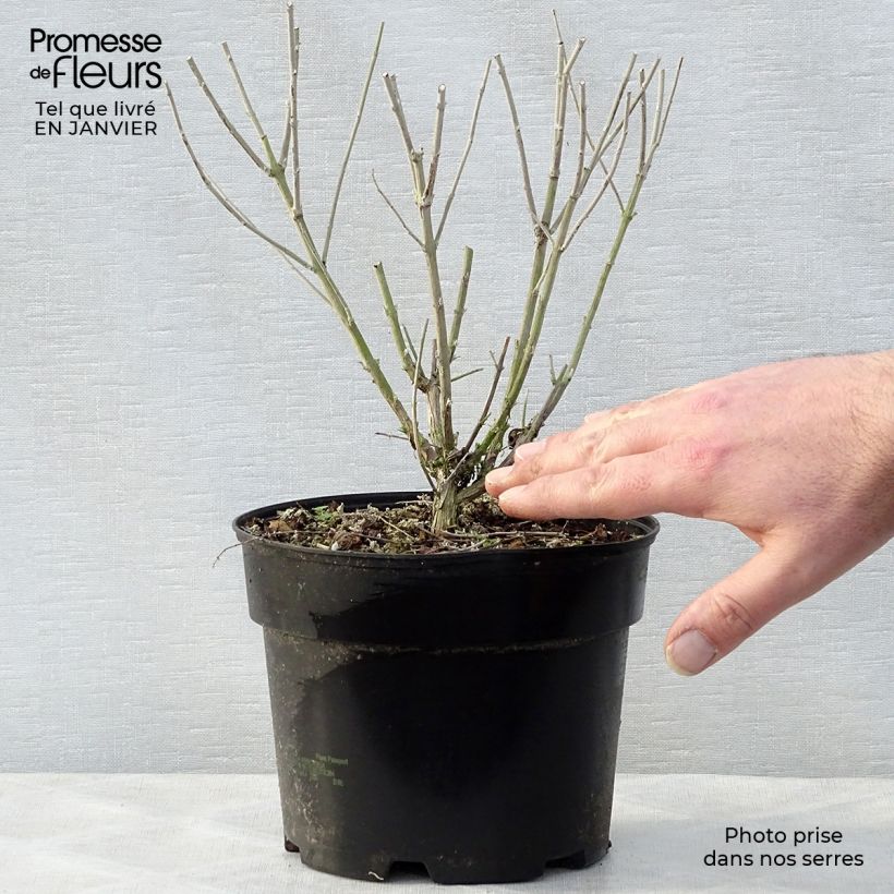 Salvia rusa Blue Spire - Perovskia atriplicifolia Maceta 2L/3L Ejemplar entregado en invierno