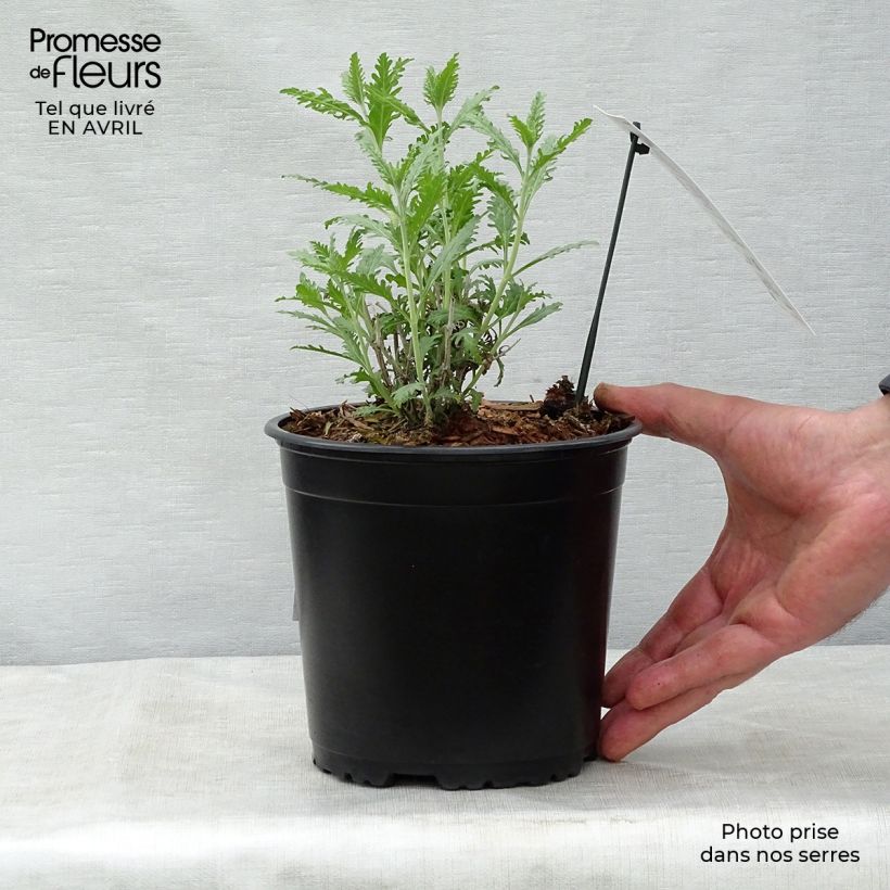 Salvia rusa Blue Spire - Perovskia atriplicifolia Maceta 2L/3L Ejemplar entregado en la primavera