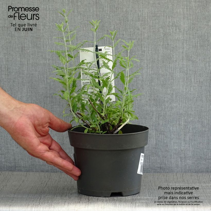 Ejemplar de Salvia rusa Lacey Blue - Perovskia atriplicifolia Maceta 2L/3L entregado en verano