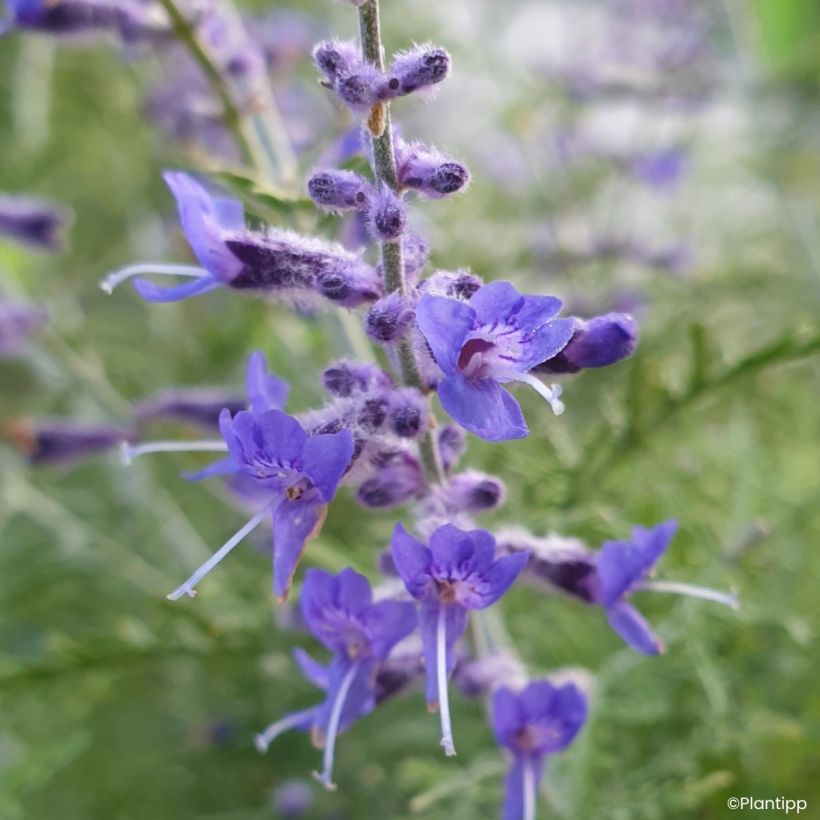 Perovskia atriplicifolia Feathery Blue - Salvia rusa (Floración)
