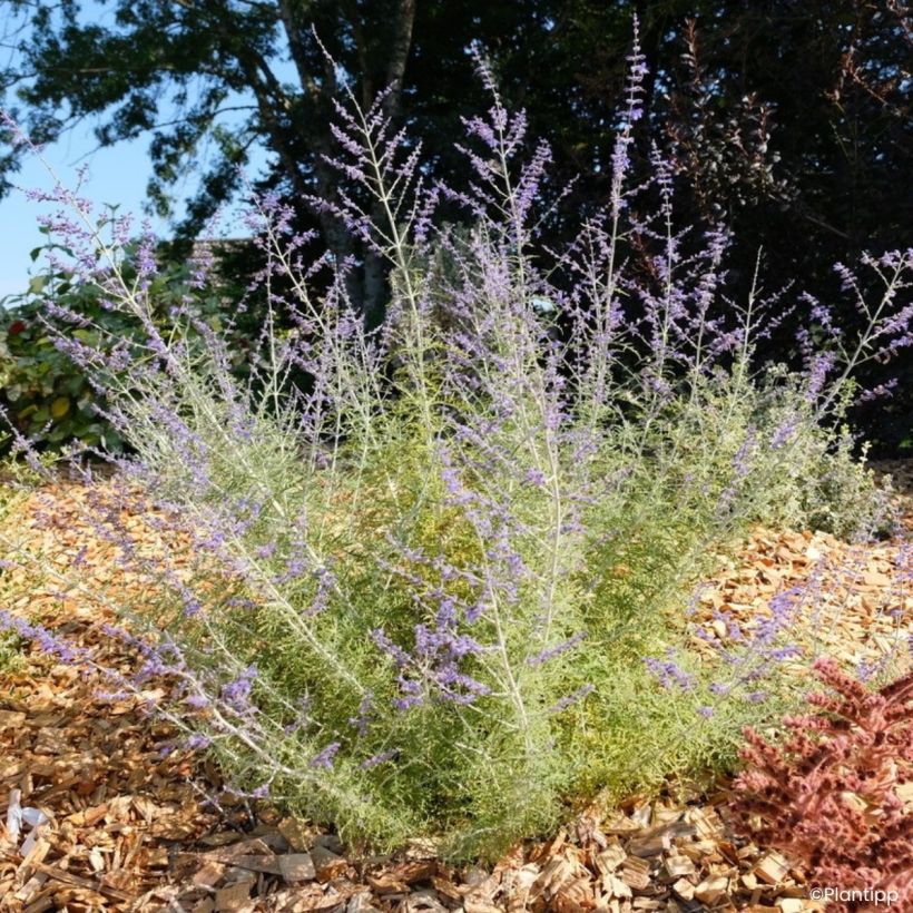 Perovskia atriplicifolia Feathery Blue - Salvia rusa (Porte)
