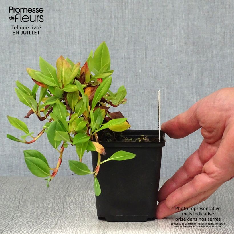 Ejemplar de Persicaria affinis Superba Maceta de 8/9 cm entregado en verano