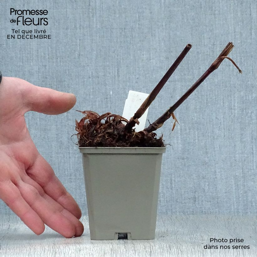 Persicaria amplexicaulis High Society Maceta de 8/9 cm Ejemplar entregado en invierno