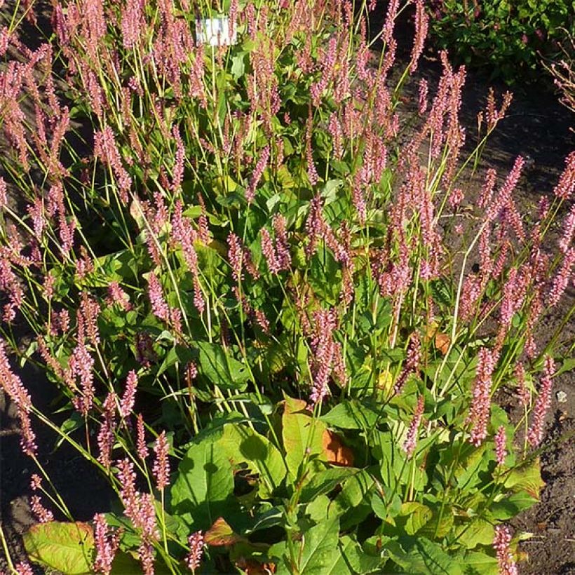 Persicaria amplexicaulis Jo and Guido's Form (Floración)