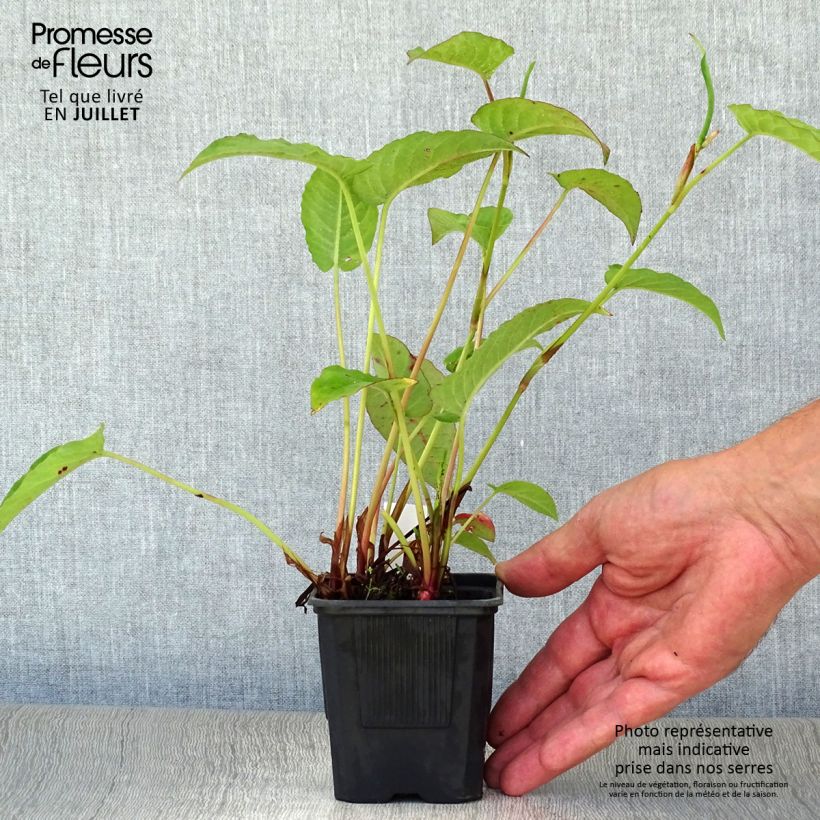 Ejemplar de Persicaria amplexicaulis Speciosa Maceta de 8/9 cm entregado en verano