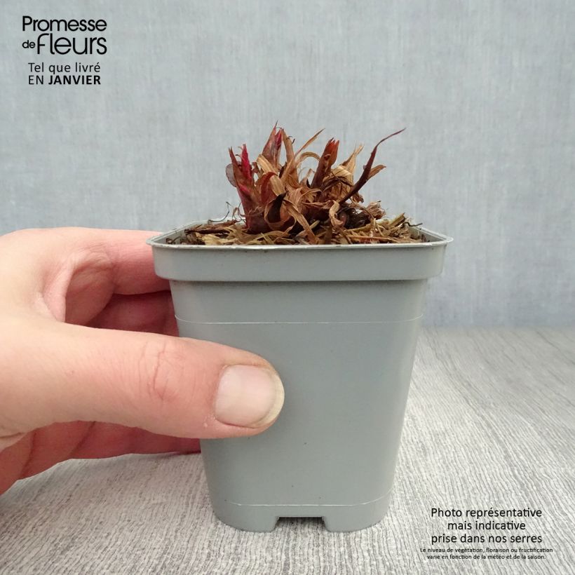 Persicaria amplexicaulis Speciosa Maceta de 8/9 cm Ejemplar entregado en invierno