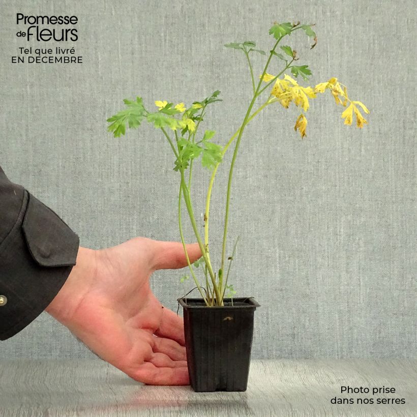 Perejil Géant d'Italie BIO Maceta de 8/9 cm Ejemplar entregado en invierno
