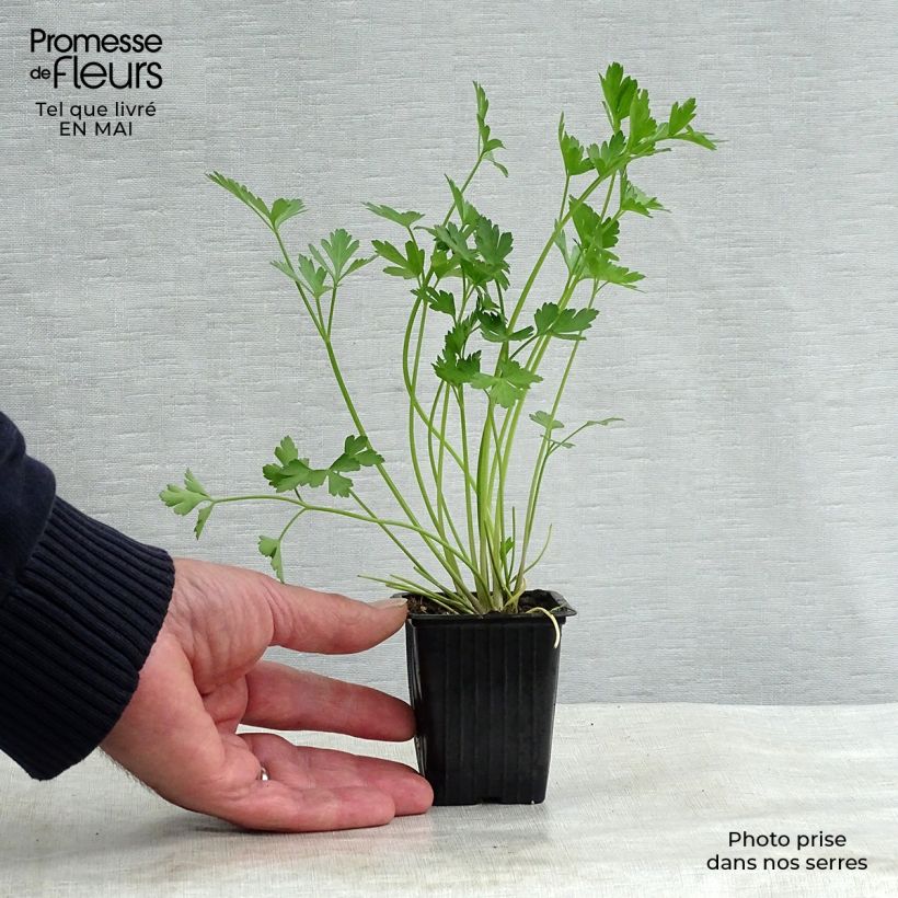 Perejil Géant d'Italie BIO Maceta de 8/9 cm Ejemplar entregado en la primavera