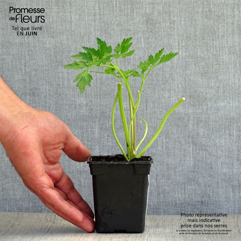 Ejemplar de Perejil Géant d'Italie BIO Maceta de 8/9 cm entregado en verano