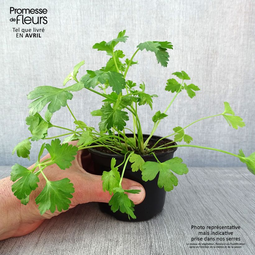 Perejil géant d'Italie (plantas) Maceta de 8/9 cm Ejemplar entregado en la primavera
