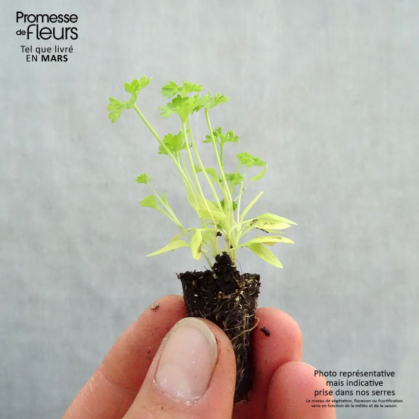Perejil Grüne Perle minicepellón: Ø 1,5/2,5 cm Ejemplar entregado en la primavera