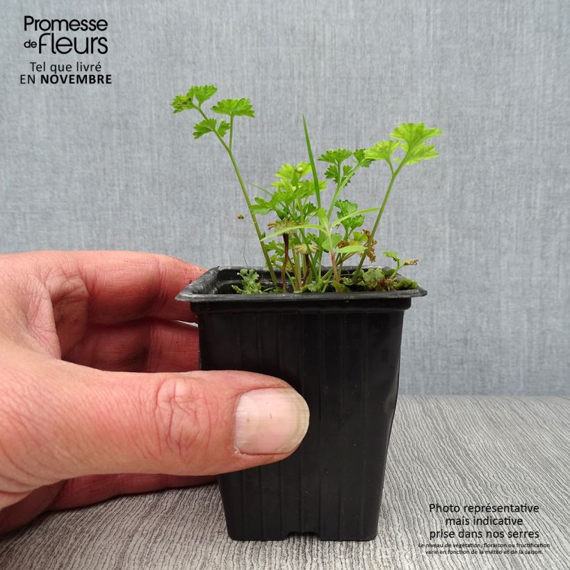 Ejemplar de Perejil Frisé vert foncé Bio Maceta de 8/9 cm entregado en otoño