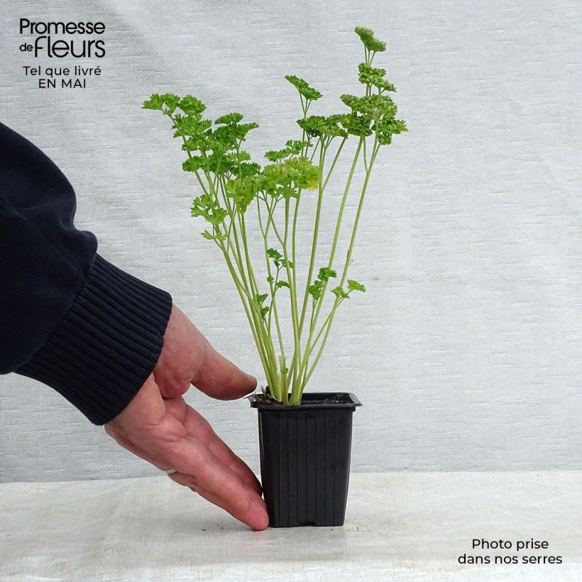 Perejil Frisé vert foncé Bio Maceta de 8/9 cm Ejemplar entregado en la primavera