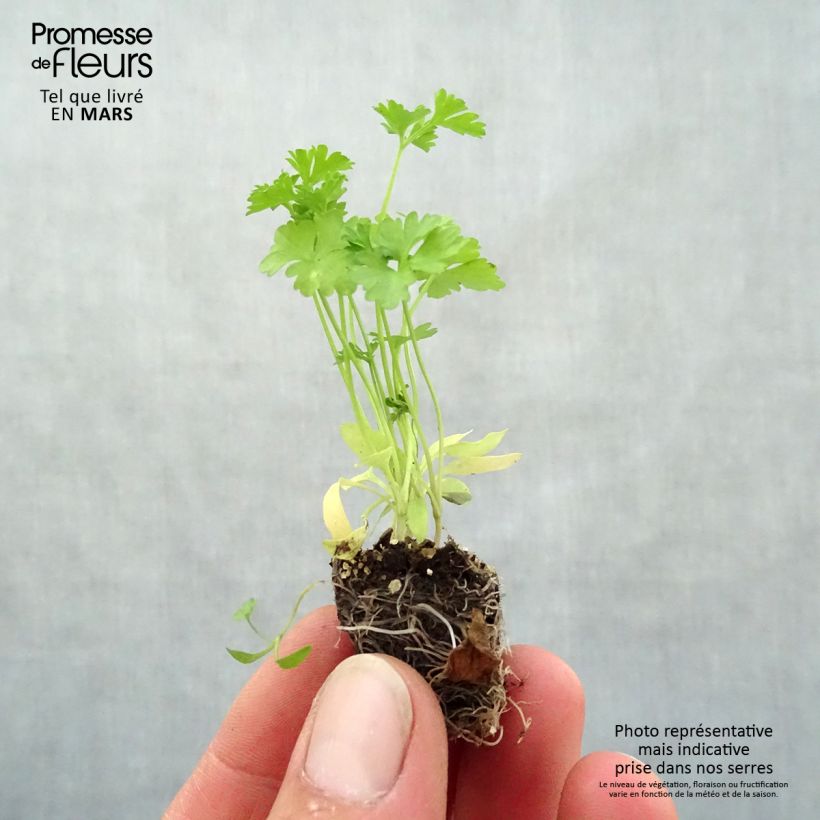 Perejil Frisé vert foncé minicepellón: Ø 3/4 cm Ejemplar entregado en la primavera