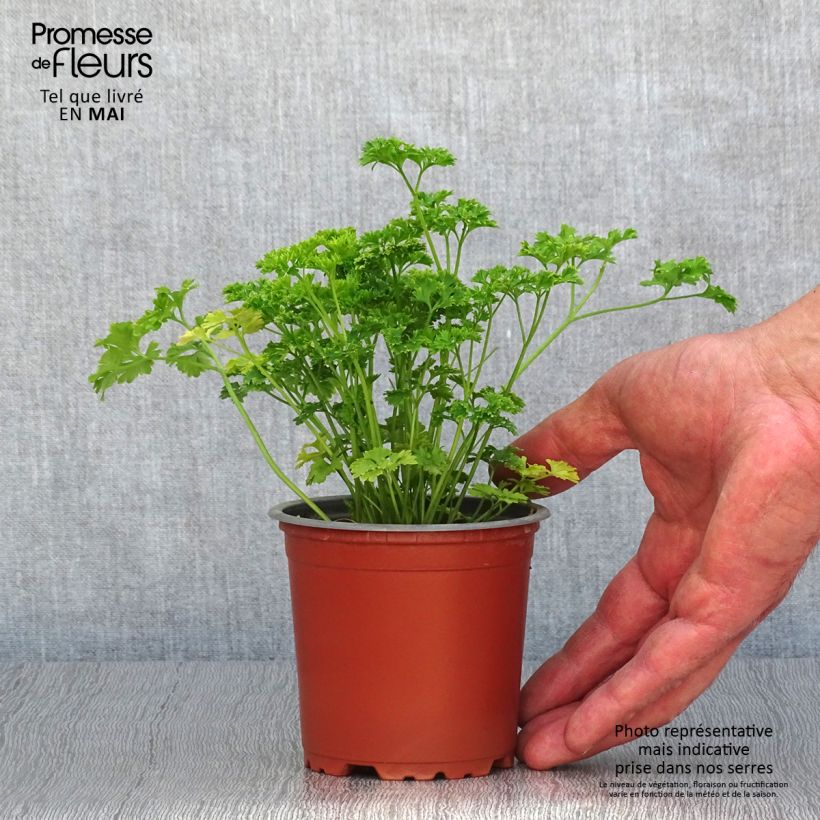 Perejil Frisé vert foncé Maceta de 8/9 cm Ejemplar entregado en la primavera