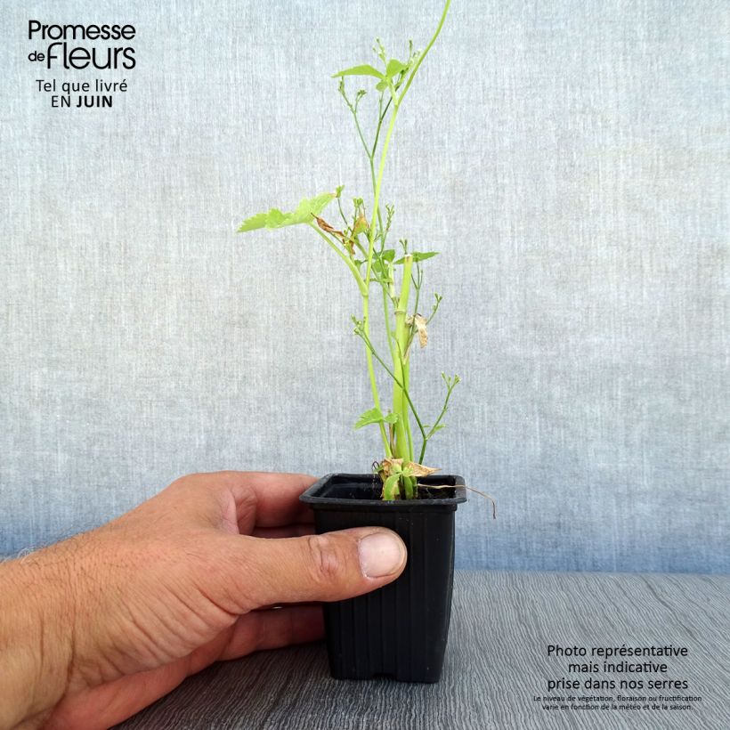 Ejemplar de Perejil japonés Mitsuba BIO - Cryptotaenia japonica Maceta de 7/8 cm entregado en verano