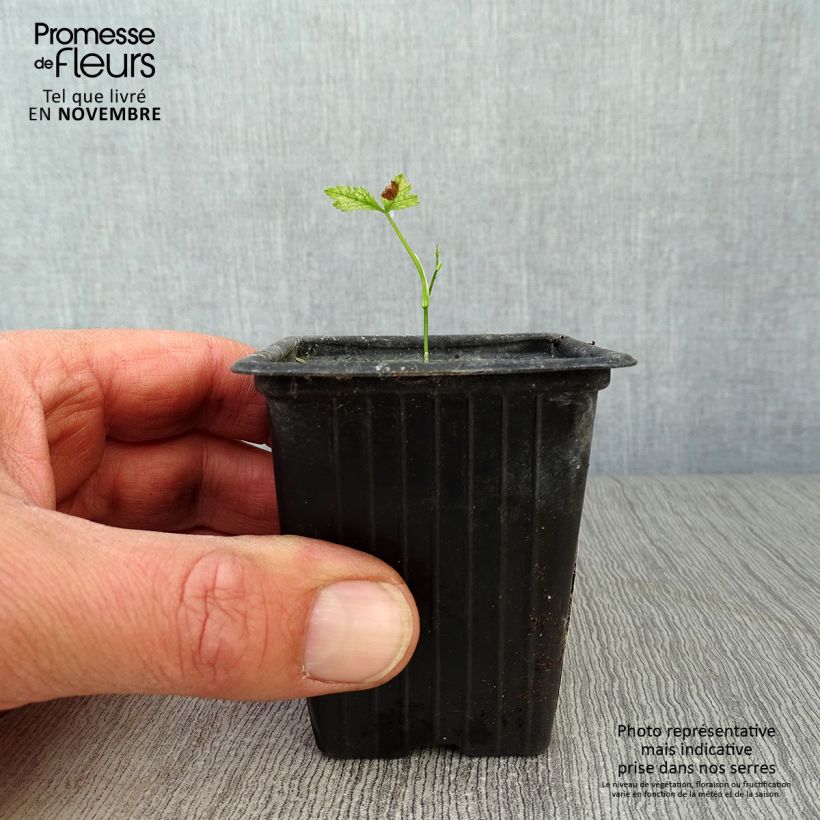 Ejemplar de Perejil japonés Mitsuba BIO - Cryptotaenia japonica Maceta de 7/8 cm entregado en otoño