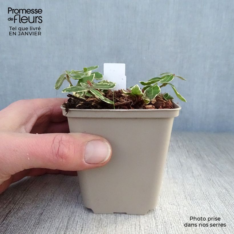 Vinca minor Ralph Shugert Maceta de 8/9 cm Ejemplar entregado en invierno