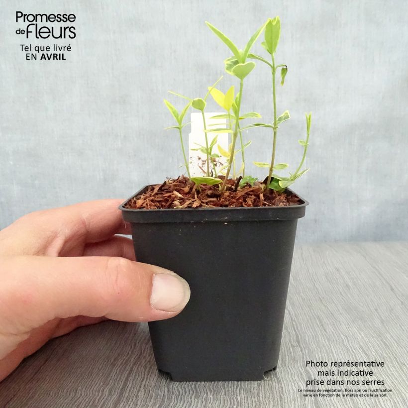 Vinca minor Ralph Shugert Maceta de 8/9 cm Ejemplar entregado en la primavera