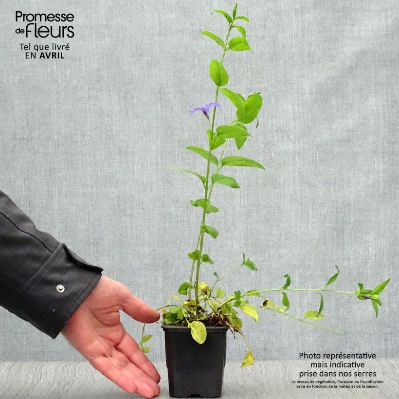 Vinca difformis - Alcandorea Maceta de 8/9 cm Ejemplar entregado en la primavera