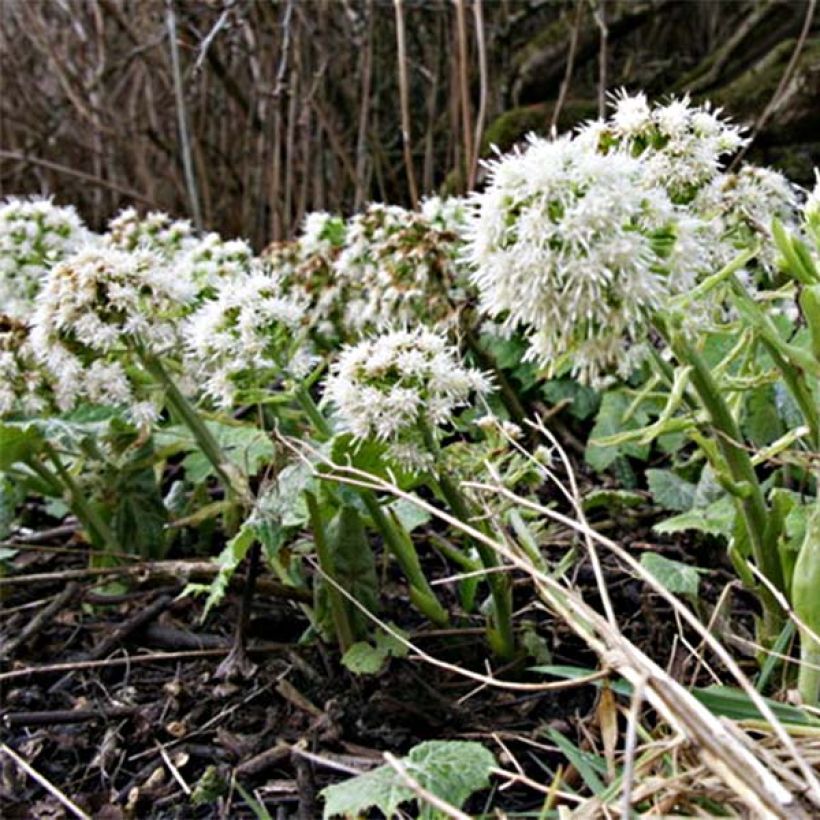 Petasites albus - Butterbur blanco (Floración)