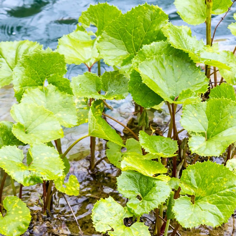 Petasites fragrans (Follaje)