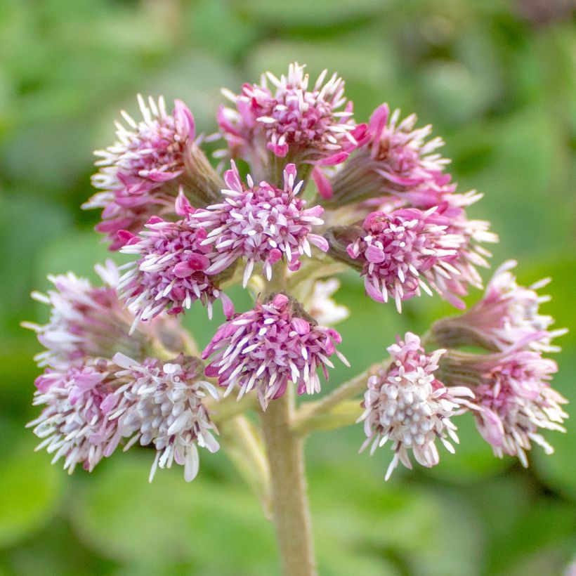 Petasites fragrans (Floración)